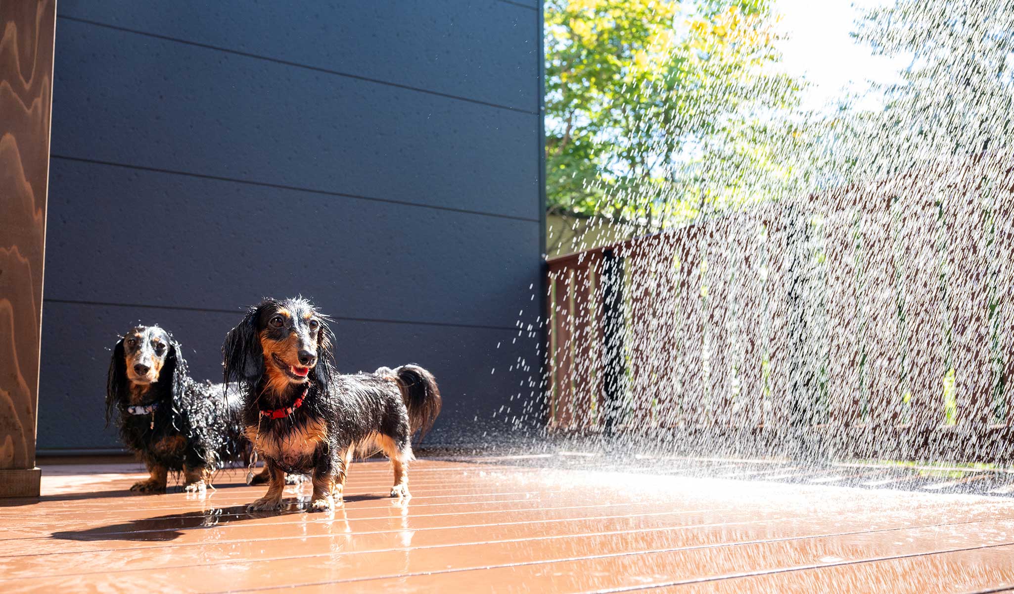離れ 愛犬と泊まれるプレミアムツイン