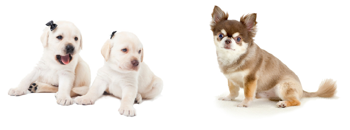 愛犬と泊まれるプレミアムツインルーム